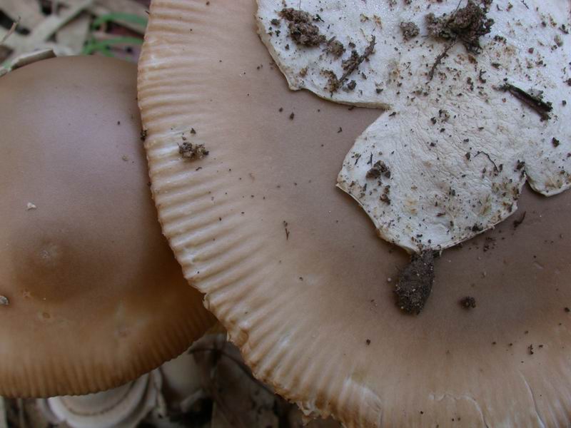 Escursione autunnale in Corsica